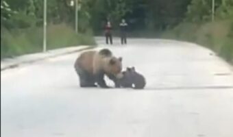 ДА СЕ БАРА РЕШЕНИЕ ЗА БАБА МЕЦА А ТОА ДА НЕ БИДЕ -ОТСТРЕЛ