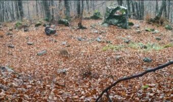 ОДЕТЕ НА ШАРА, ТАМУ ДАВААТ МЕКИЦИ