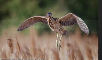 ЧАПЈА КОЈА РЕТКО СЕ ЗАБЕЛЕЖУВА ПРИСУТНА НА НАЈЈУЖНОТО НАШЕ ЕЗЕРО